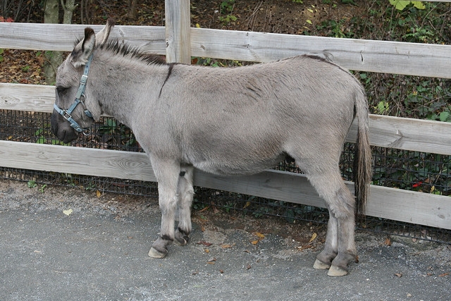 el burro